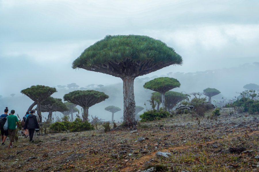 Home of the Dragonblood Tree — Discovering Socotra Island